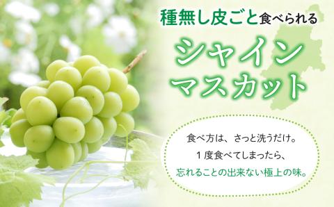【2025年発送】東御市産クイーンルージュ(R)＆シャインマスカットのセット ※9月中旬?10月中旬頃発送