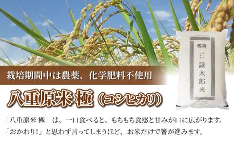 【太陽と大地】令和7年産「八重原産コシヒカリ白米「極」（栽培期間中農薬化学肥料不使用）８kg」※2025年10月中旬以降発送