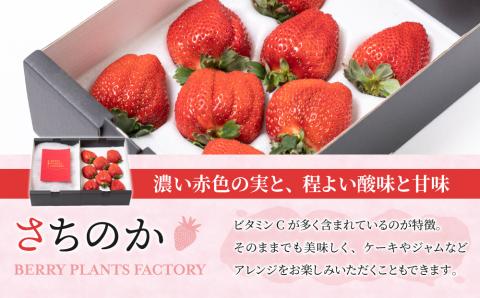 【BERRY PLANTS FACTORY】大粒いちご！「さちのか」