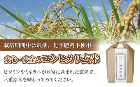 【太陽と大地】令和7年産「八重原産コシヒカリ玄米「極」（栽培期間中農薬化学肥料不使用）４kg」※2025年10月中旬以降発送