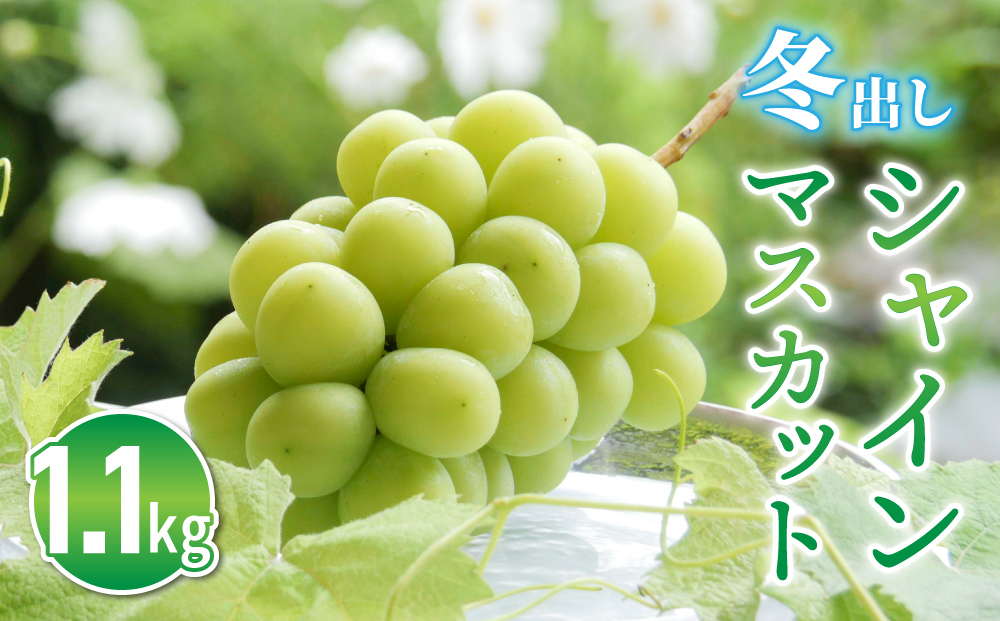 とうみの果物　冬のフルーツ頒布会（３回コース）冬出しシャインマスカットといちごの頒布会 | 長野県 長野 東御市 人気 ぶどう 贈答用 ギフト 2房 冬 フルーツ 果物 おすすめ 厳選 種無し 皮ごと 定期便 とちおとめ