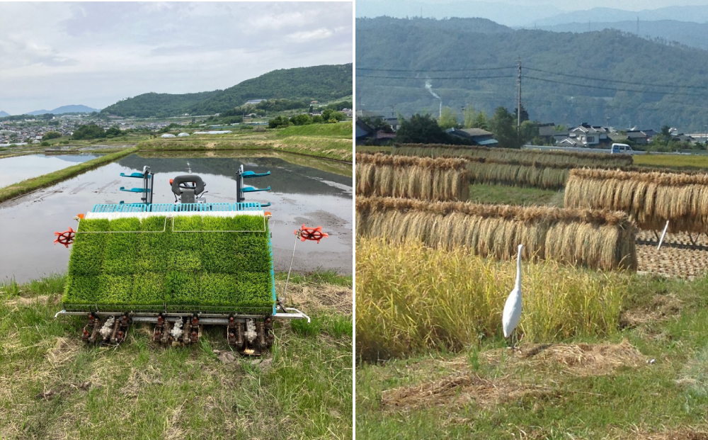 【ならはら農園】昔ながらのはぜかけ米コシヒカリ　白米５kg