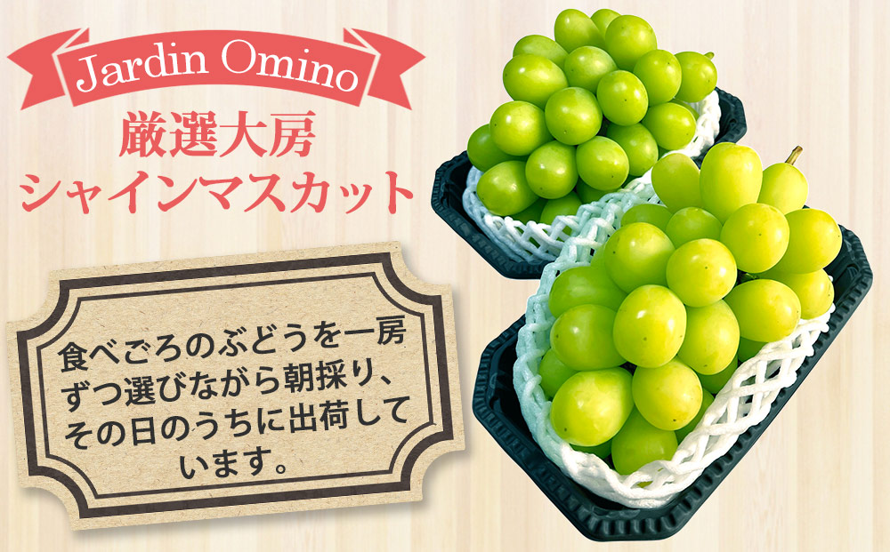 【先行受付2026年発送】シャインマスカット プレミアム 2房、1kg以上｜Jardin Omino　※2026年9月上旬〜10月中旬に発送予定