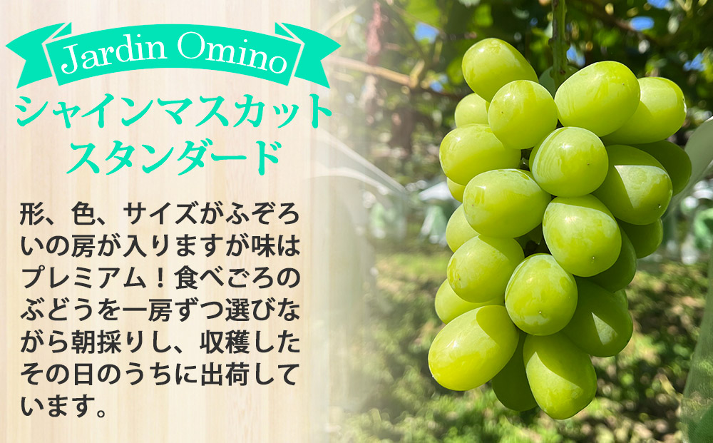 【先行受付2026年発送】シャインマスカット スタンダード 約2kg（5～6房）｜Jardin Omino　※2026年9月上旬以降順次発送