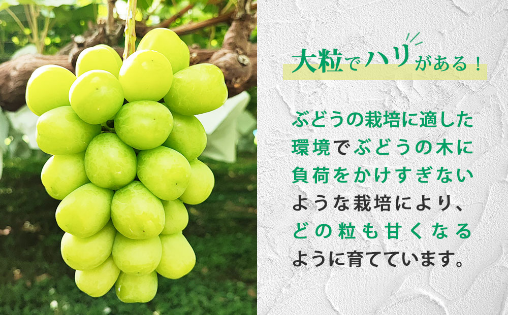 【先行受付2026年発送】長野県東御市産シャインマスカット2kg以上（3～5房）※2026年9月中旬～10月中旬頃発送予定