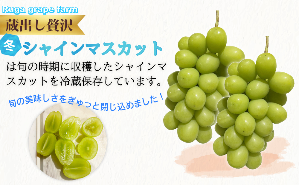 蔵出し！贅沢シャインマスカット2房（1.1kg以上）｜冬のシャインマスカット 長野県 東御市 信州