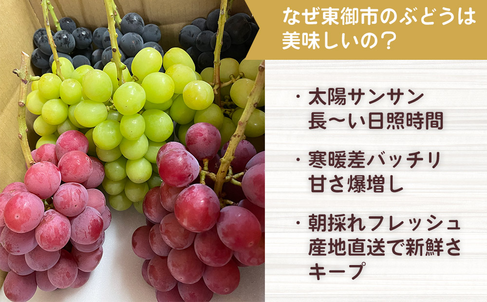 【先行受付2026年発送】わけあり2種のぶどうセット（シャインマスカット、種無し巨峰）各１房 、合計2房（900g以上）　｜清水農園 ※2026年9月中旬以降発送予定※月曜日、金曜日の発送はお休み