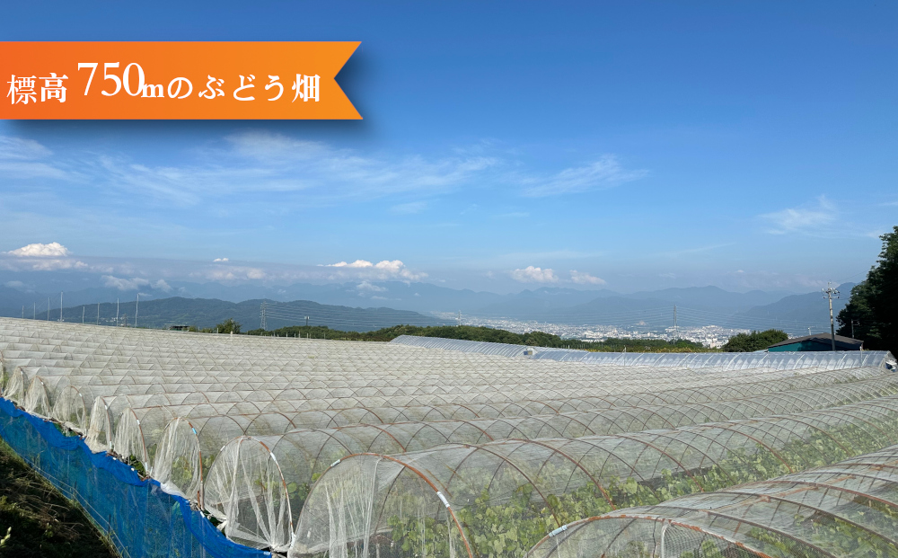 【鐘美館】標高750mで育ったクリスマスシャインマスカット4キロ以上（8～10房） ※2025年12月22日発送