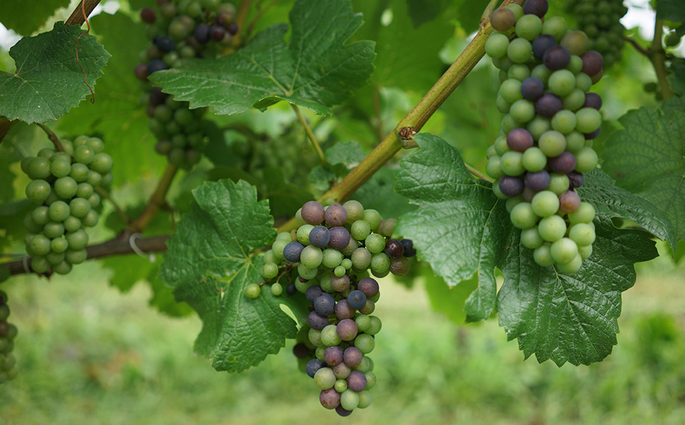 【のらのらふぁーむ】白ワイン「本州の甲州」
