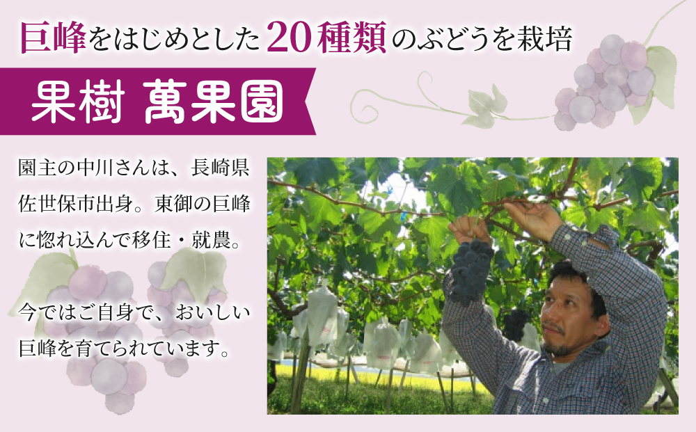 巨峰ジュース3本セット