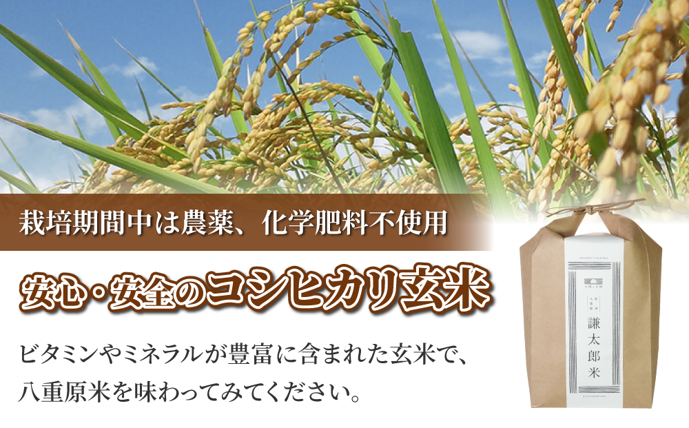 【令和7年産】八重原産 コシヒカリ 玄米 2kg｜特別栽培米（栽培期間中減農薬・減化学肥料栽培）【太陽と大地】