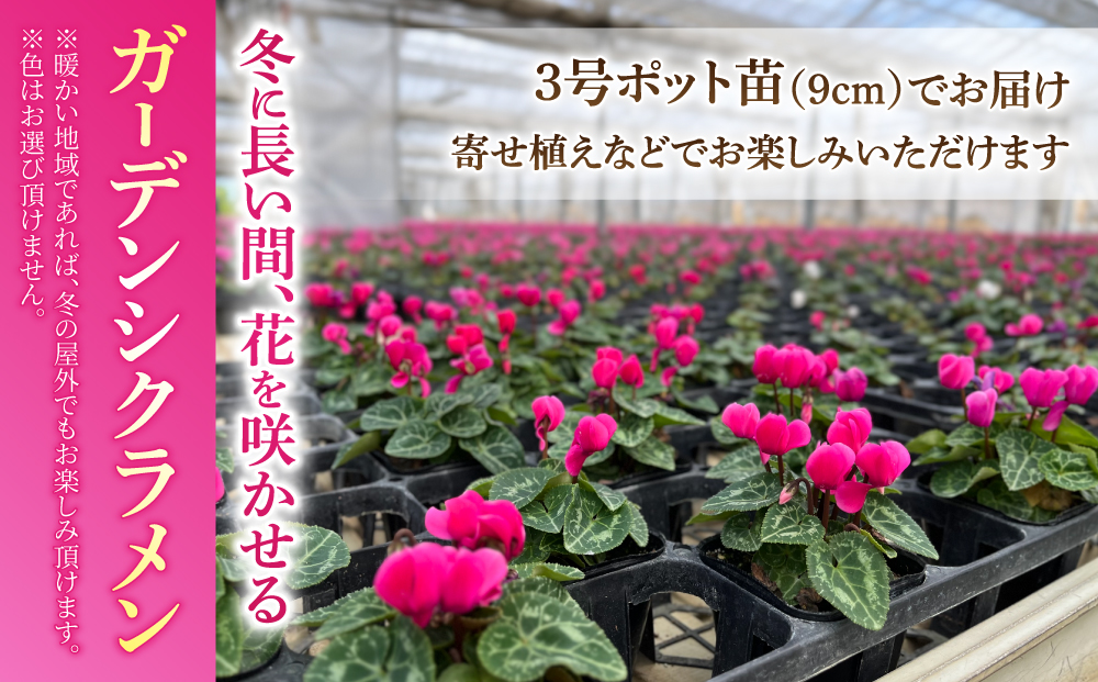 【テールマウンテン】東御市産ガーデンシクラメン３号（９cm）ポット苗×９個