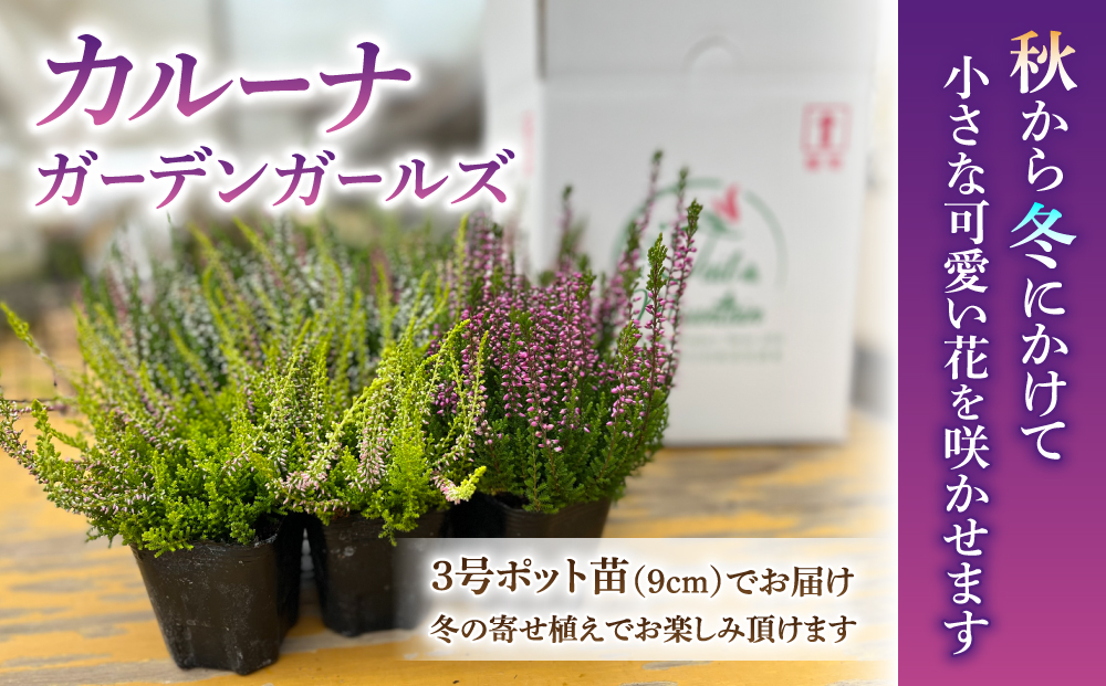 【テールマウンテン】東御市産カルーナ ガーデンガールズ３号（９cm）ポット苗×９個