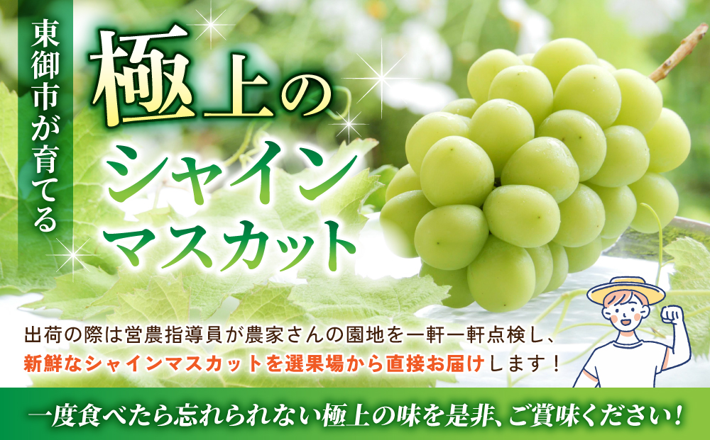 【2026年発送】東御市産シャインマスカット2房【秋お届け】