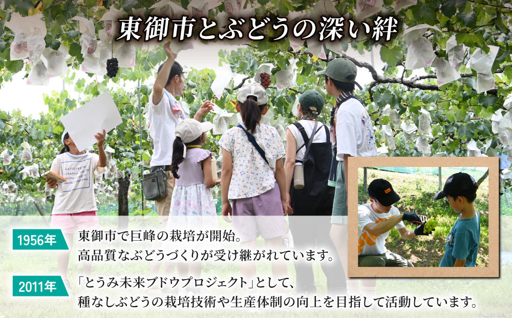 ぶどうの産地を応援！！とうみ未来ブドウプロジェクトと子どもたちが送る　シャインマスカット 2房（1.1kg以上）【秋お届け】｜長野県 人気 ぶどう 贈答用 ギフト フルーツ 果物 おすすめ 厳選 種無し 皮ごと 大粒