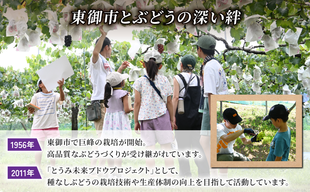 ぶどうの産地を応援！！とうみ未来ブドウプロジェクトと子どもたちが送る　種なし巨峰 3房（約1.1kg）【秋お届け】｜長野県 人気 ぶどう 贈答用 ギフト フルーツ 果物 おすすめ 厳選 種無し 大粒