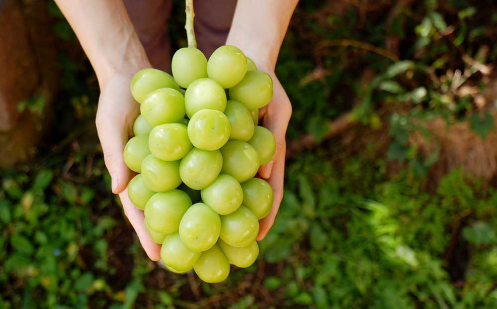 【先行受付2026年発送】完熟ぶどうの贈り物（シャインマスカット×クイーンルージュ(R) 各1房、合計2房（約1.1～1.2kg）｜glasses farm ※2026年9月中旬～10月末頃発送予定