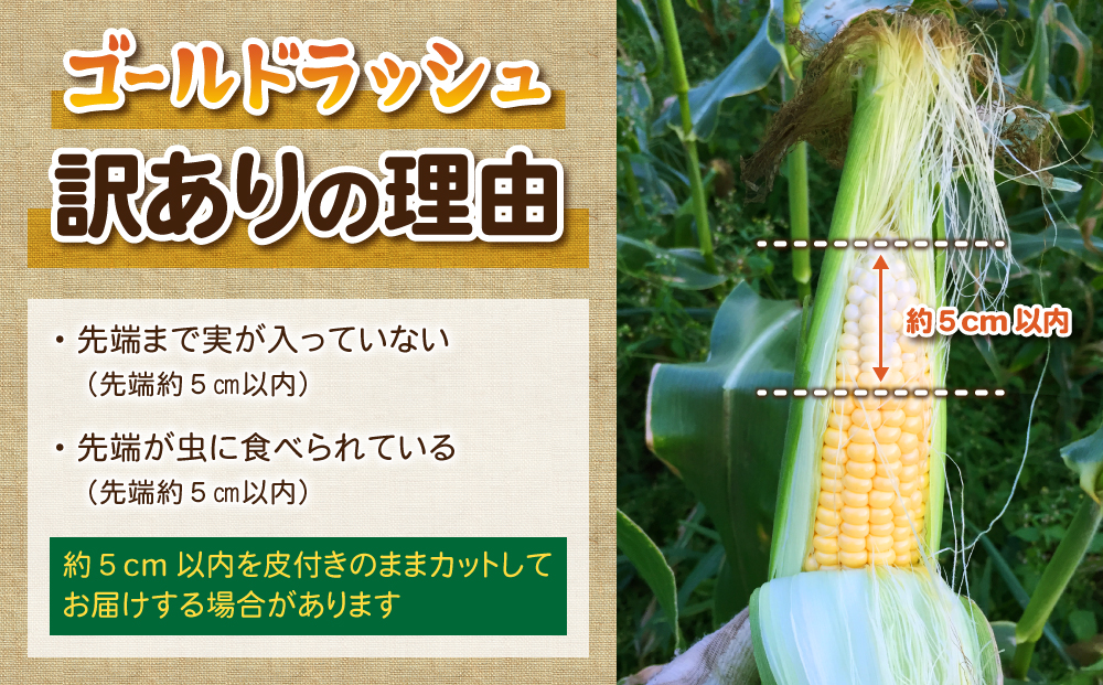 【先行受付2025年発送】訳あり東御市産とうもろこし（ゴールドラッシュ）約4kg（8?12本）｜スイートコーン ※2025年7月上旬頃?9月中旬頃に順次発送予定※着日指定不可