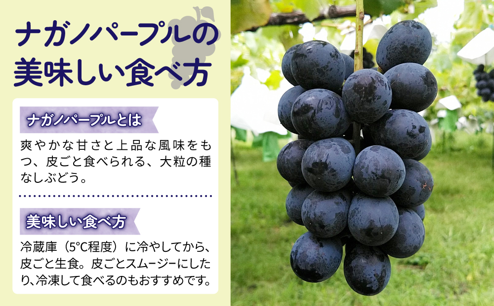 【東御こもだ果樹園】家庭用旬の３種のぶどう３回頒布会（シャインマスカット、ナガノパープル、クイーンルージュ??）各回２kg