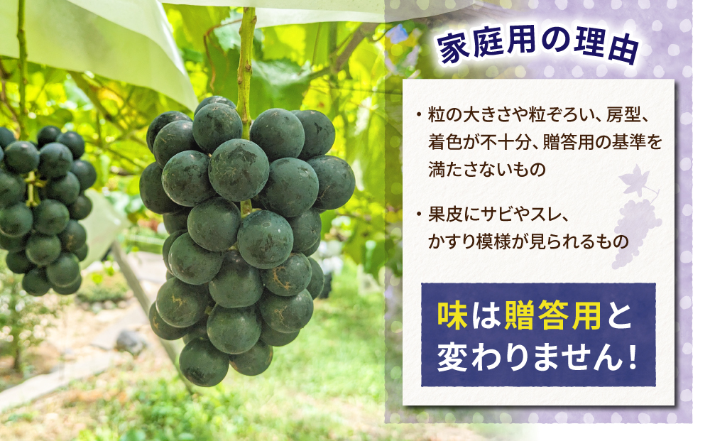 【東御こもだ果樹園】家庭用旬のぶどう２品種、各２kg（ナガノパープル・シャインマスカット）頒布会｜農薬節減長野県認証