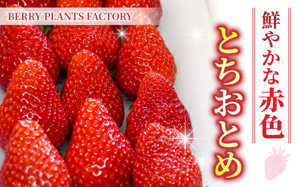 【BERRY PLANTS FACTORY】東御市産とちおとめ１kg以上
