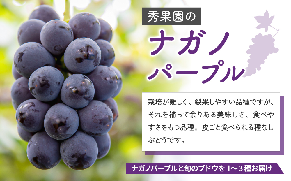 【先行受付2026年発送】ナガノパープルと旬のおすすめ2〜4種セット（合計3～4房、約2kg）｜秀果園　※2026年9月下旬以降発送予定