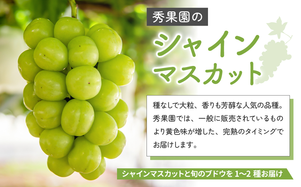 【予約受付2026年発送】シャインマスカットと旬のおすすめ2〜4種セット（合計3～4房、約2kg）｜秀果園　※2026年9月下旬～10月順次発送予定