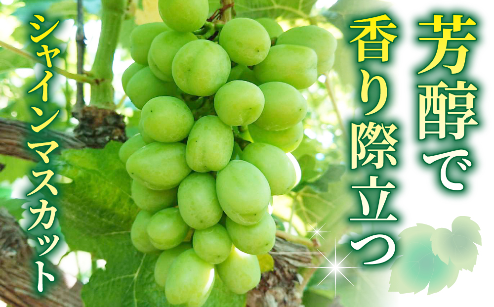 【先行受付2026年発送】農家直送！シャインマスカット2kg以上（4～5房）｜御牧原おいしい農園　※2026年10月上旬以降順次発送