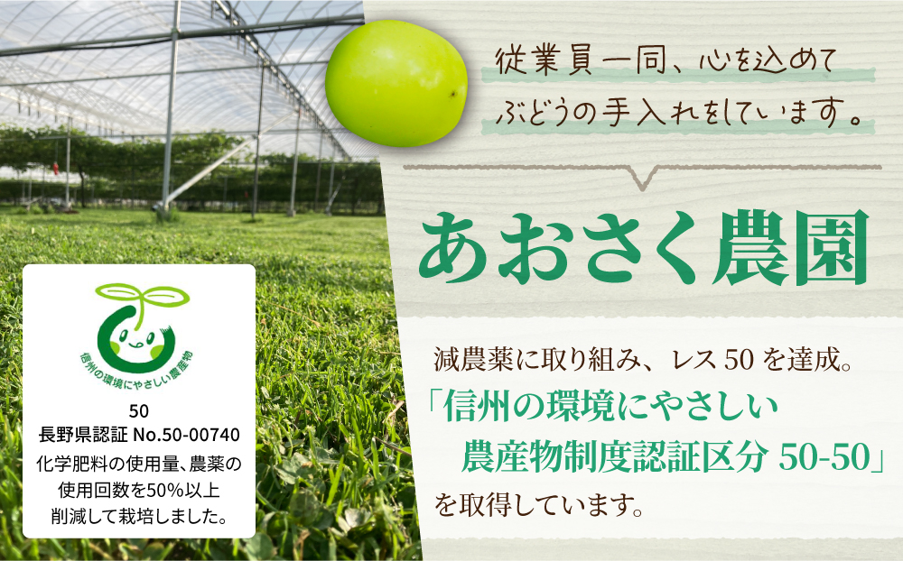 【Xmas限定！50セット限り】シャインマスカット2～3房（1kg以上）※12月21日、22日発送｜あおさく農園