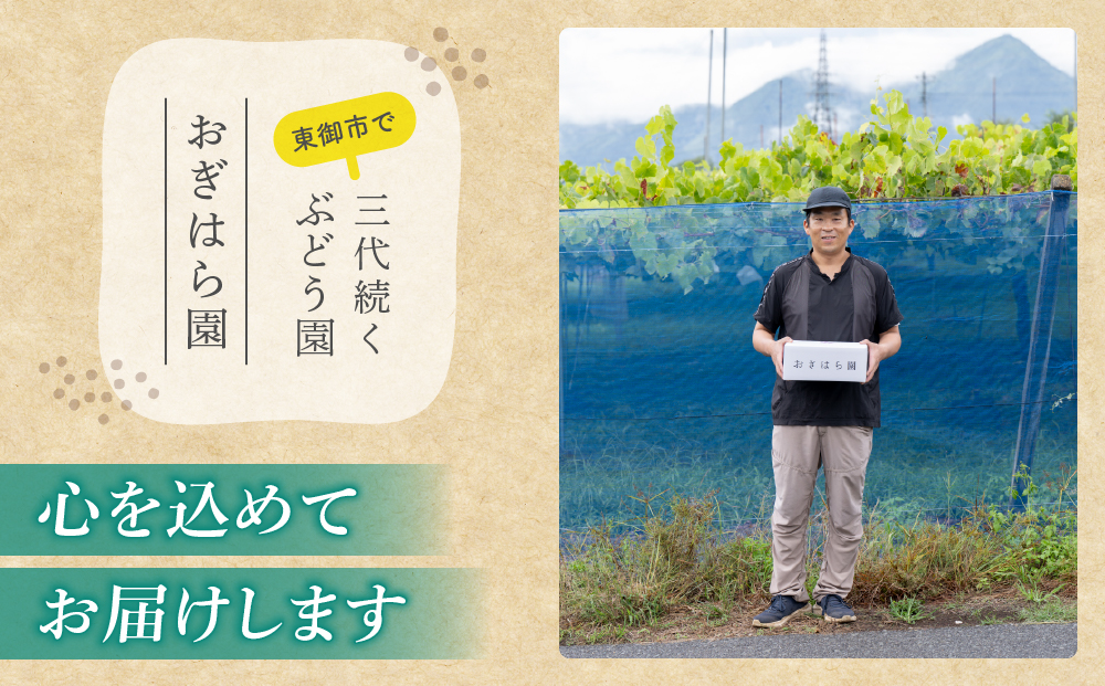 先行受付2026年発送【おぎはら園】農家直送！朝採れクイーンルージュ(R)3～7房（約2kg）※2026年9月下旬～10月上旬順次発送