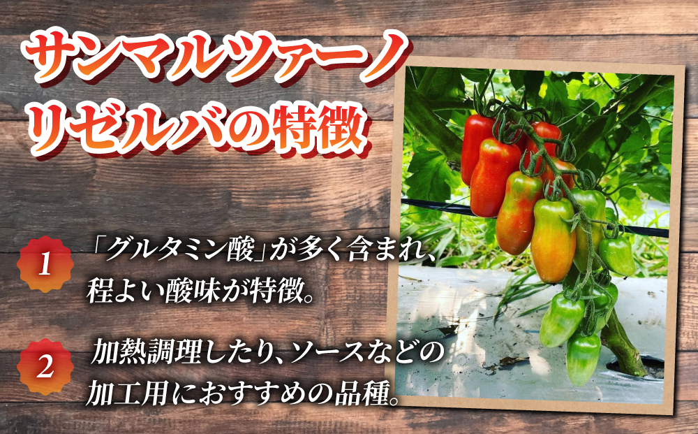 【おぎはら園】農家直送！朝採れイタリアンミニトマト「サンマルツァーノリゼルバ」約2kg