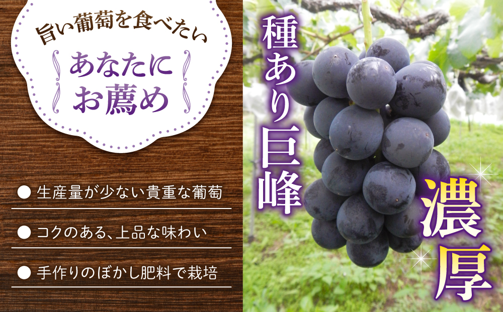 【葡萄園グレープスグレープス】種あり巨峰 約2kg（5～6房）