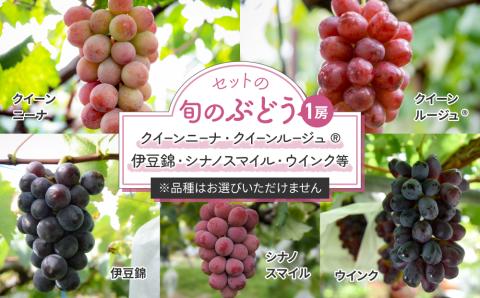 【先行受付2025年発送】シャインマスカットと旬のおすすめ品種2房セット（約1.2kg）｜秀果園※2025年9月下旬～10月順次発送予定