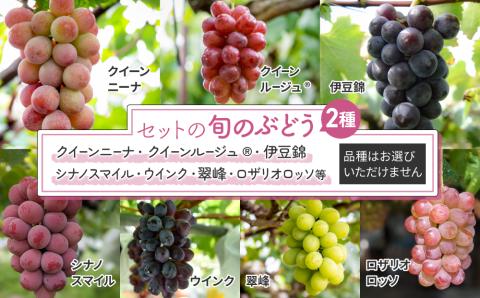 【予約受付2025年発送】シャインマスカットと旬のおすすめ3種セット（合計3～4房、約2kg）｜秀果園　※2025年9月下旬～10月順次発送予定