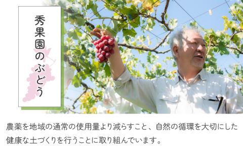 【先行受付2026年発送】信州宝石箱（ぶどうの詰め合わせ）｜ 秀果園 　※2026年9月上旬～10月下旬 順次発送