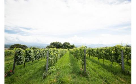 【数量限定】東御市産ワイン 3本 （ぼんじゅーる農園産）