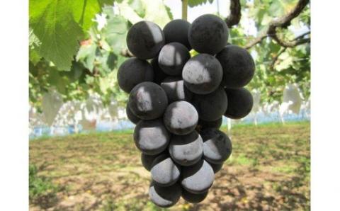 とうみの「農」頒布会（4回コース）