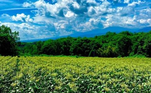 【先行受付2025年発送】料亭御用達！東御市産白いも10kg｜じゃがいも【数量限定】※2025年8月下旬～10月下旬に順次発送予定※着日指定不可