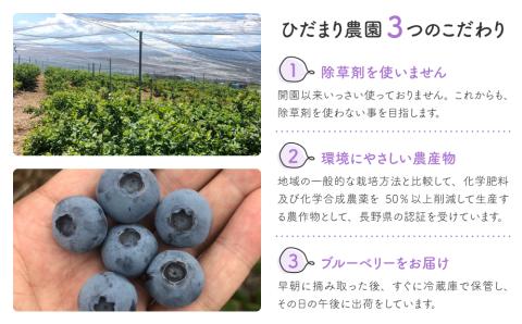 朝摘み大粒ブルーベリー500g
