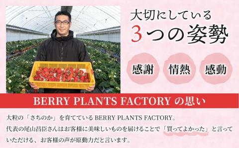 【BERRY PLANTS FACTORY】大粒いちご！「さちのか」