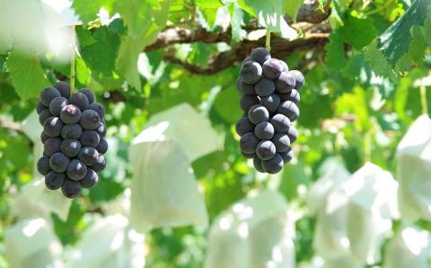 【先行受付2026年発送】完熟ぶどうの食べ比べセット（シャインマスカット×巨峰）３房、1.4kg以上｜glasses farm ※2026年9月中旬以降発送予定