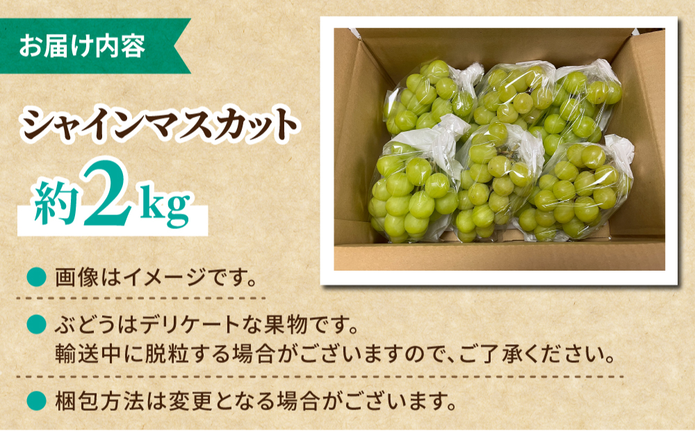 【先行受付2026年発送】シャインマスカット スタンダード 約2kg（5～6房）｜Jardin Omino　※2026年9月上旬以降順次発送