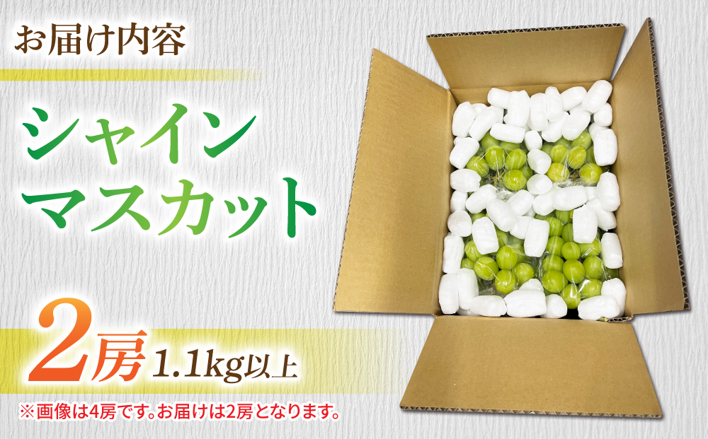 【先行受付2026年発送】長野県東御市産シャインマスカット2房　1.1kg以上※2026年9月中旬以降順次発送
