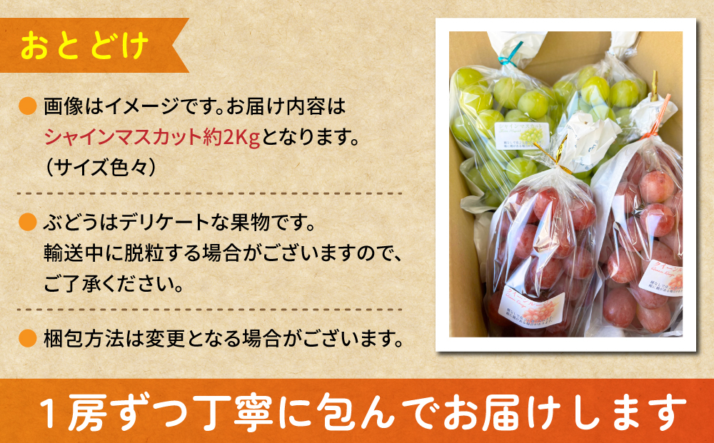 【先行受付2026年発送】シャインマスカット2kg 良品サイズ色々詰め合わせ｜Ruga grape farm※2026年9月上旬以降発送予定