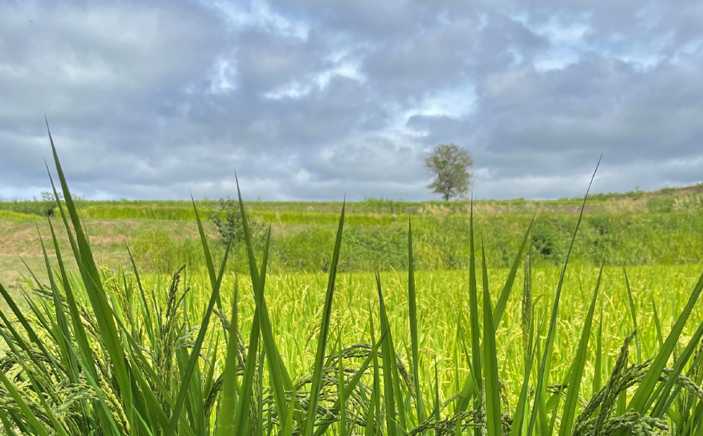 令和7年産新米予約【長野県東御市産】信州特Ａ米コシヒカリ玄米5kg｜※2025年10月より順次発送予定