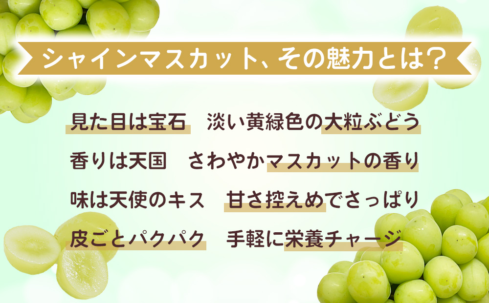【先行受付2026年発送】わけありシャインマスカット約1.1kg（2～3房）｜清水農園 ※2026年9月上旬以降順次発送予定※月曜日、金曜日の発送はお休み