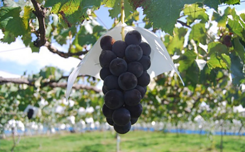 巨峰ジュース3本セット