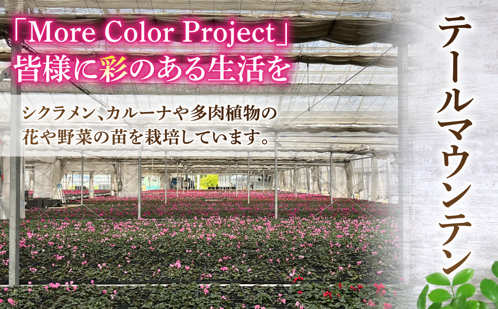 【テールマウンテン】東御市産ガーデンシクラメン３号（９cm）ポット苗×９個