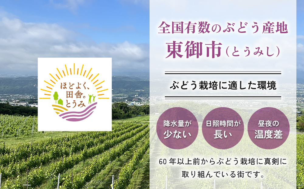 【先行受付2026年発送】東御市産ナガノパープル2房（約1kg）【8月下旬～9月下旬発送】| 長野県 長野 人気 ぶどう 贈答用 ギフト 2房 フルーツ 果物 おすすめ 厳選 種無し 皮ごと 大粒 食べ比べ