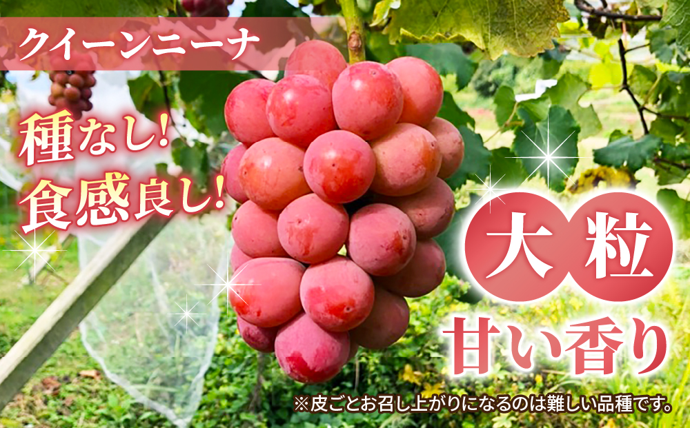 【2025年発送】東御市産シャインマスカット＆クイーンニーナのセット｜長野県 長野 人気 ぶどう 贈答用 ギフト ２房 フルーツ 果物 おすすめ 厳選 種無し